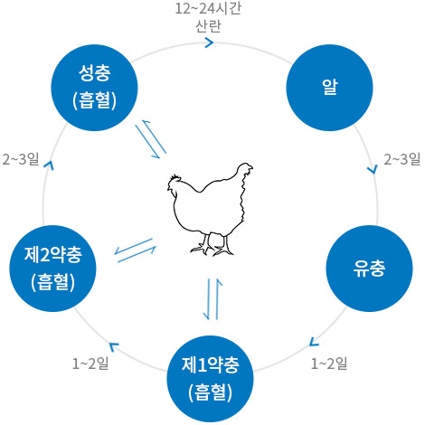 닭 진드기의 생활사